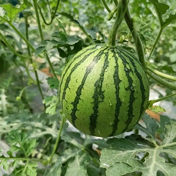 Linglong Yellow Watermelon, 20 Seeds
