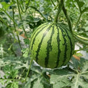 Linglong Yellow Watermelon, 20 Seeds