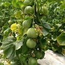 Emerald Sweet Melon Seeds, 100 Seeds