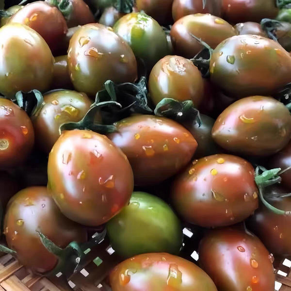 Purple Roman Tomato Seeds, 10 Seeds