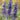 Blue Sage, 200 Seeds