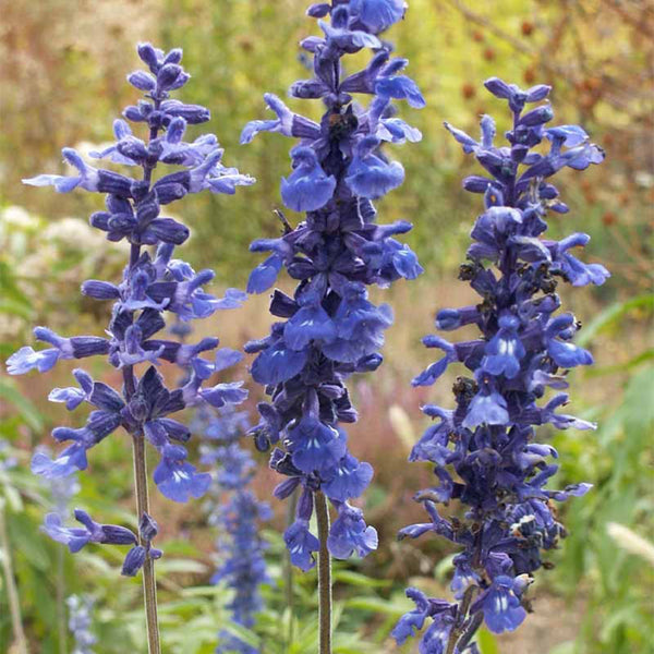 Blue Sage, 200 Seeds