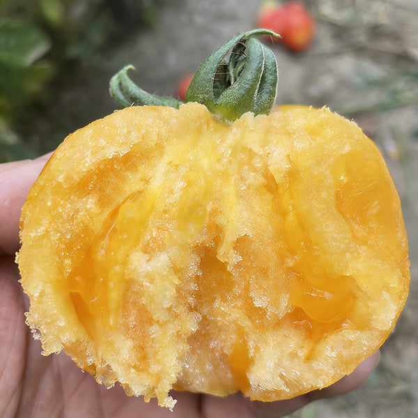 Sand-Rind Big Yellow Tomato, 100 Seeds