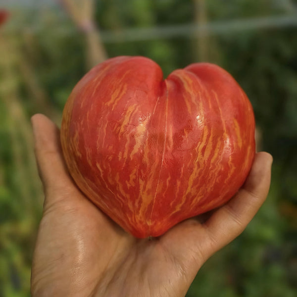 'Dwarf Stone Creek Heart' Tomato Seeds, 5 Seeds
