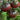 Black Krim Tomato, 20~30 Seeds