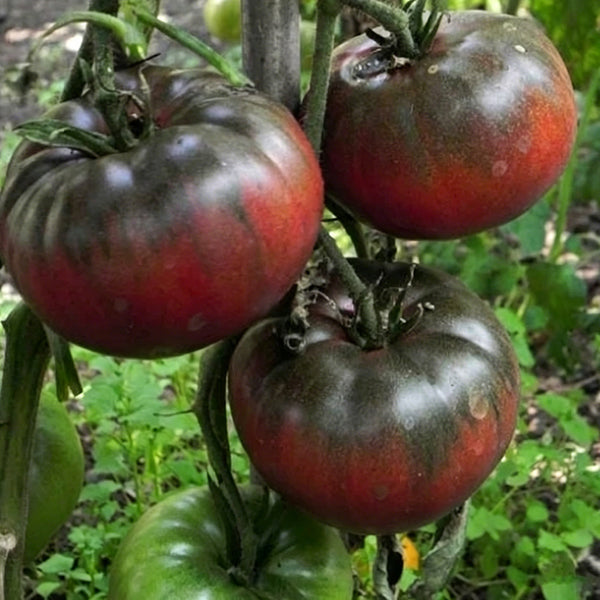 Black Krim Tomato, 20~30 Seeds