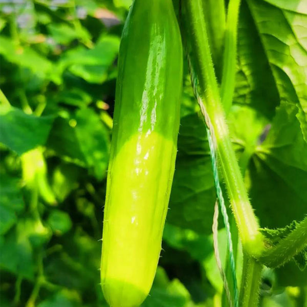 Cream No.3 Mini Cucumber Seeds, 10 Seeds