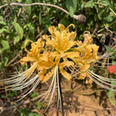 Lycoris 'Sweet Orange', 1 Bulb