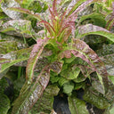 Dawn Red Lettuce Seeds, 15g