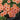 Oxalis obtusa Series Bulb - 'Flaming Cloud', 10 Bulbs