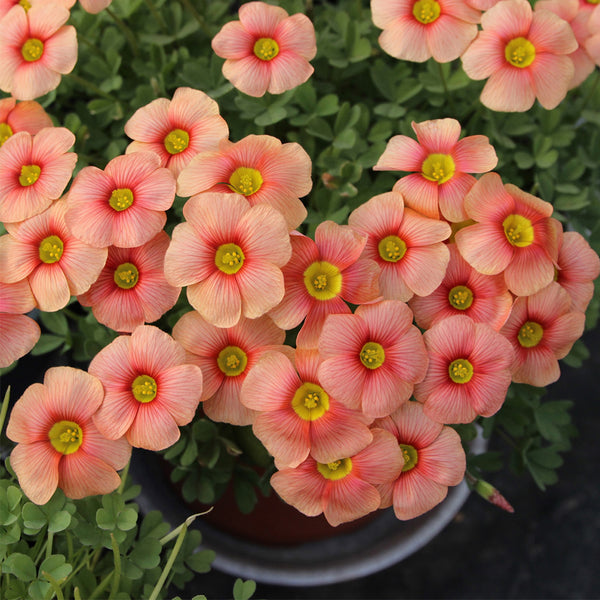 Oxalis obtusa Series Bulb - 'Flaming Cloud', 10 Bulbs