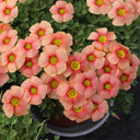 Oxalis obtusa Series Bulb - 'Flaming Cloud', 10 Bulbs