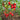 463 Dwarf Desperado Tomato, 5 Seeds