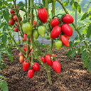 463 Dwarf Desperado Tomato, 5 Seeds
