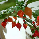 Fruit-flavored Lantern Pepper Seeds, 20 Seeds