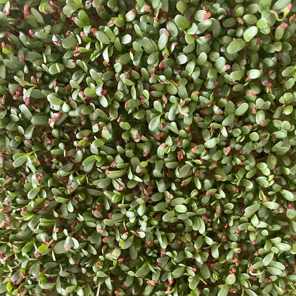 Clean Alfalfa Sprouting Seeds, 30 Grams ≈ 15000 Seeds