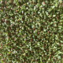 Clean Alfalfa Sprouting Seeds, 30 Grams ≈ 15000 Seeds