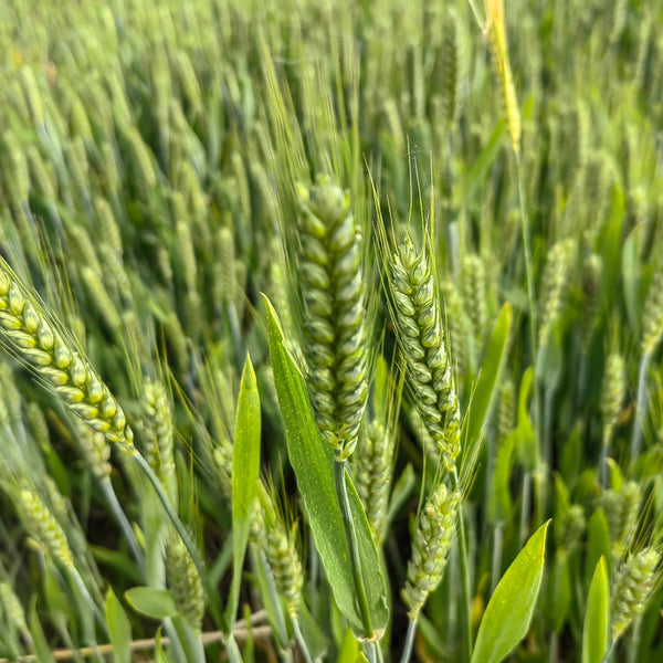 Barley Seeds, 100 Seeds