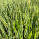 Barley Seeds, 100 Seeds