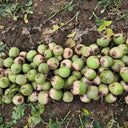 Xinlimei Radish, 50 Grams ≈ 5000 Seeds