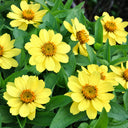 W1344 Zahara Yellow Zinnia, 100 Seeds