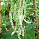 Baibulao White Kidney Bean Seeds, 10g Per Bag