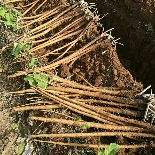 Burdock Seeds, 10g