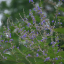Chinese Chaste Tree Seeds, 100 Seeds