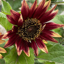 HEL27 Cherry Red Sunflower, 100 Seeds