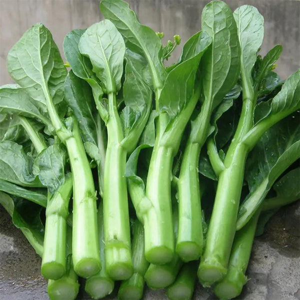 'Sijiu' No-Fiber Pointed-Leaf Choy Sum