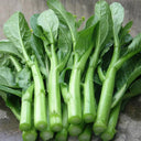'Sijiu' No-Fiber Pointed-Leaf Choy Sum
