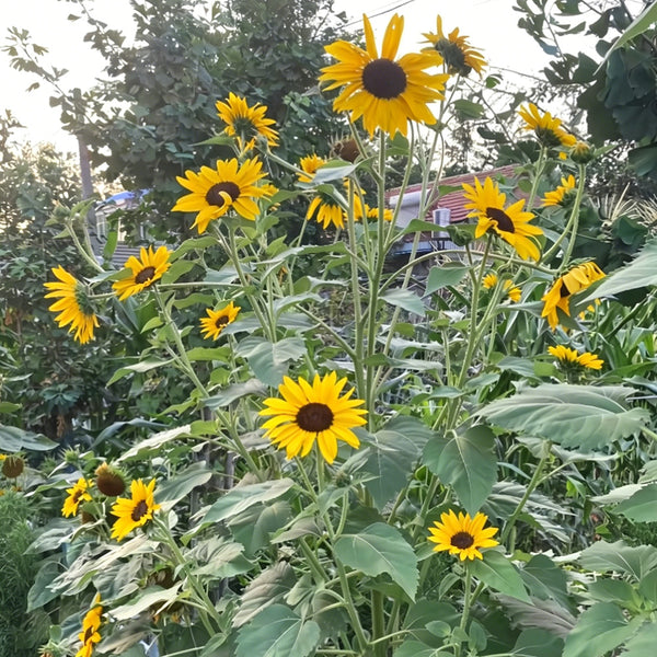 Giant Branching Sunflower, 200 Seeds