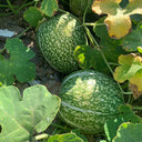 Figleaf Gourd, 50 Seeds