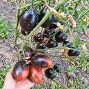270 Deep Purple F4 Tomato, 5 Seeds
