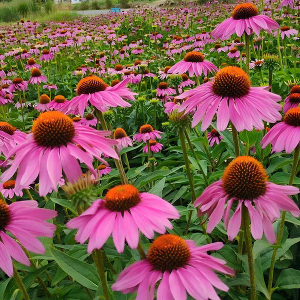 Purple Coneflower, 1g