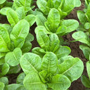 Jiemei Peacock Lettuce Seeds, 5g