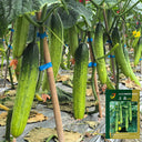'Supreme' Long Drought Cucumber Seeds, 10g