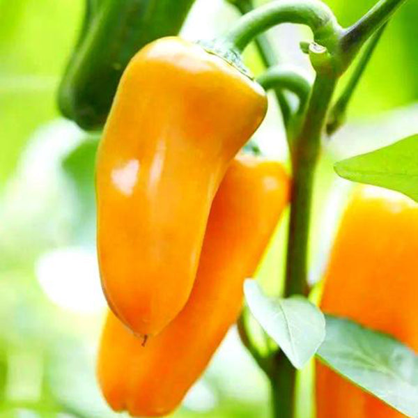 Mini Yellow Sweet Pepper, 10 Seeds