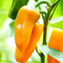 Mini Yellow Sweet Pepper, 10 Seeds