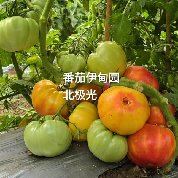 Northern Lights Tomato Seeds, 5 Seeds