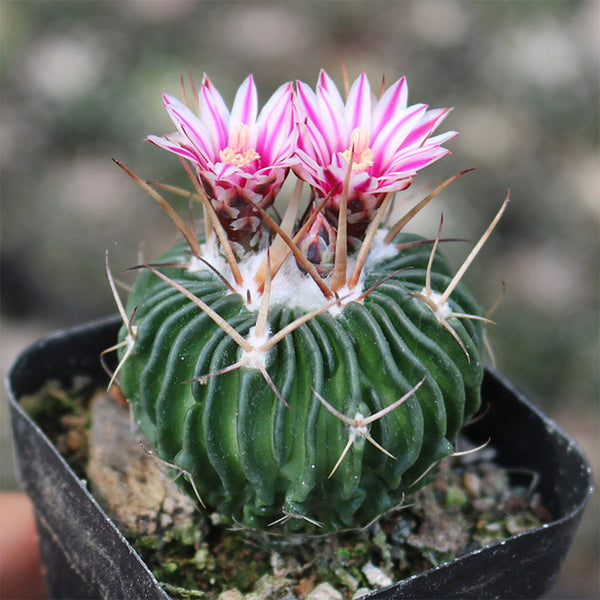 Echinofossulocactus multicostatus, 3-4cm