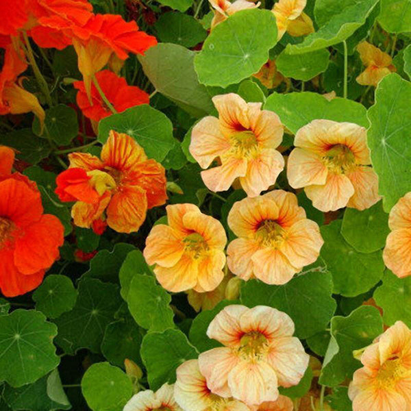 Aurora Nasturtium Mix Seeds, 50 Seeds