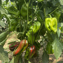 Wrinkled Spicy Pepper No.1 Seeds, 30 Seeds