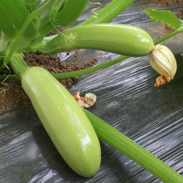 Zaoqing Zucchini Seeds,5g Per Bag