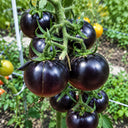 153 Ugolyok Tomato, 5 Seeds