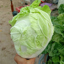 Delicious Compact-head Chinese Cabbage Seeds, 5 × 4g Bags