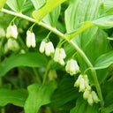Huangjing Seeds, 100 Seeds