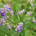 Chinese Chaste Tree Seeds, 100 Seeds