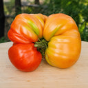 262 Mega Marv Tomato, 5 Seeds