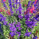 Blue Sage, 200 Seeds